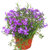 Phlox subulata 'Purple Beauty' lila