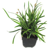 Carex morrowii 'Variegata' -  Japansegge