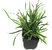Carex morrowii 'Variegata' - Japansegge