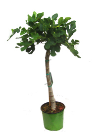Ficus Carica -  Feigenbaum  - Stämmchen. Kübelpflanze
