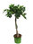 Ficus Carica - Feigenbaum - Stämmchen. Kübelpflanze