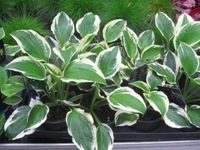 Hosta undulata 'albomarginata' -Weißbalttfunkie