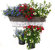 Balkonpflanzen-Set für Balkonkästen 60 cm lang -Schatten bis Habschatten