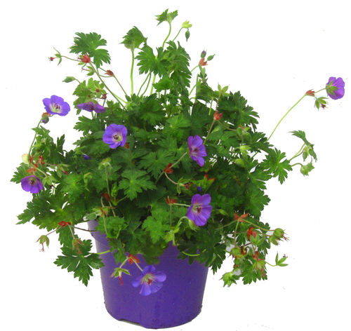 Geranium 'Rozanne' großblumiger Storchschnabel  winterhart 17 cm Topf