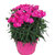 Dianthus caryophyllus Peman - Nelke pink Duftpflanzen 13 cm Topf