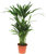 Dypsis lutescens - Areca Palme - Zimmerpflanzen
