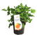 Pelargonium 'Orange Fresh'- Duftgeranie - Orangenduft