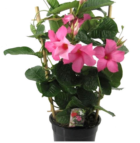 Dipladenia - Mandevilla  'Alice Dupont'