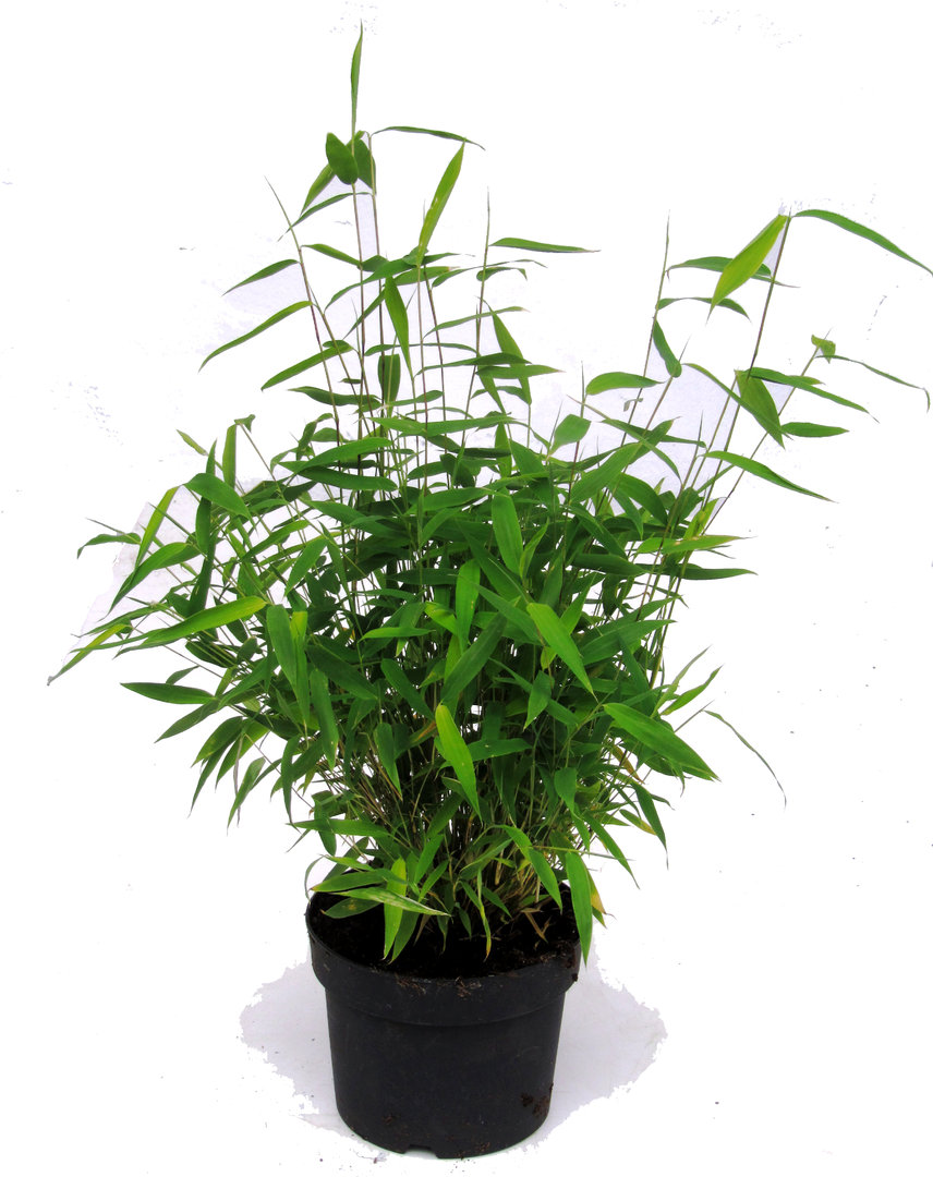 Fargesia murielae Novecento - Muriel-Bambus