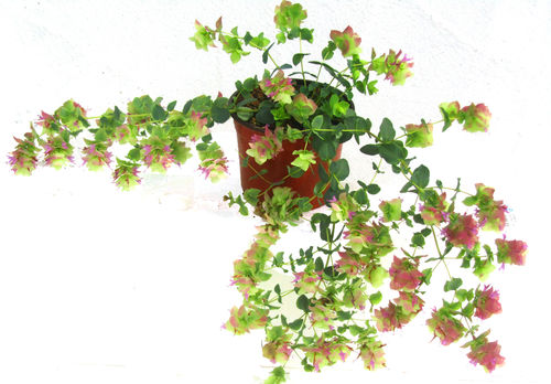 Origanum 'Kent Beauty ' Hopfenblütiger Origano - Dost