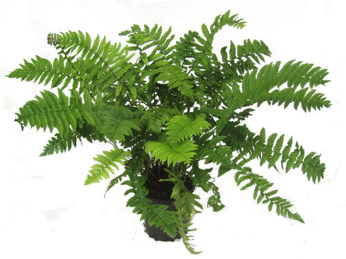 Elefantenrüsselfarn - Dryopteris atrata