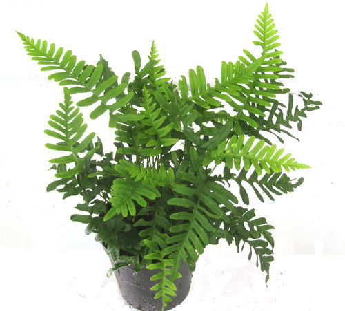 Tüpfelfarn - Polypodium vulgare