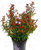 Abelia grandiflora 'Land Ladies`' Abelie 11 cm Topf
