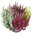 Calluna Vulgaris High Five- 5 Farben Calluna Beauty Ladies im 13 cm Topf