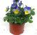 Viola cornuta blau-gelb- Stiefmütterchen, Hornveilchen 9 cm Topf