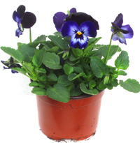 Viola cornuta dunkelbalu - Stiefmütterchen, Hornveilchen 9 cm Topf