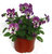 Viola cornuta lila-weiß - Stiefmütterchen, Hornveilchen 11 cm Topf