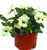 Viola cornuta weiß - Stiefmütterchen, Hornveilchen 11 cm Topf