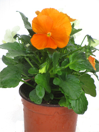 Viola wittrockiana orange- Stiefmütterchen, Veilchen 9 cm Topf