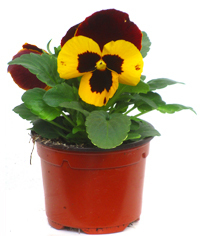 Viola wittrockiana gelb schwarz - Stiefmütterchen, Vveilchen 9 cm Topf