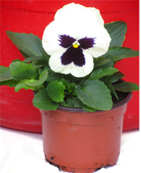 Viola wittrockiana weiß violettes Auge - Stiefmütterchen, Veilchen 9 cm Topf