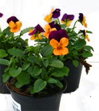 Viola cornuta orange lila - Stiefmütterchen, Hornveilchen 9 cm Topf