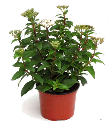 Viburnum tinus - Lorbeerschneeball