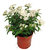 Viburnum tinus - Lorbeerschneeball