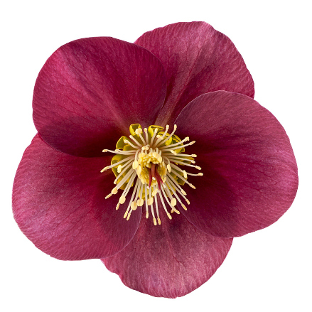 Helleborus frostkiss 'Anna's Red' -  Rote Christrose  'Winter Angels' 15 cm Topf