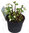 Helleborus niger Verboom Beauty - Christrose.  Schneerose oder Nieswurz 14 cm Topf