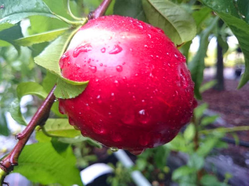Nektarine 'Snow Queen'  weißfleischiger Nektarinenbaum  - Buschbaum