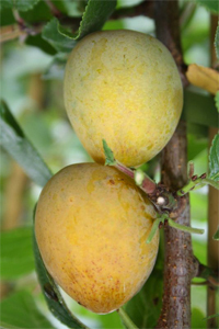 Säulen-Aprikosenmirabelle Aprimira - Säulenobst Mirabelle