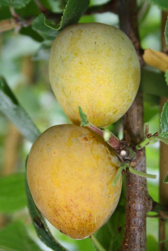 Säulen-Aprikosenmirabelle Aprimira - Säulenobst Mirabelle