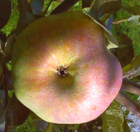 Apfel 'Ontario' CAC - Buischbaum Alte Apfelsorte 1820