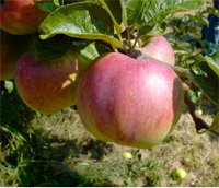Apfel 'Ontario' CAC - Buischbaum Alte Apfelsorte 1820
