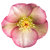 Helleborus frostkiss 'Penny's Pink' -  Rosa Christrose  'Winter Angels' 19 cm Topf