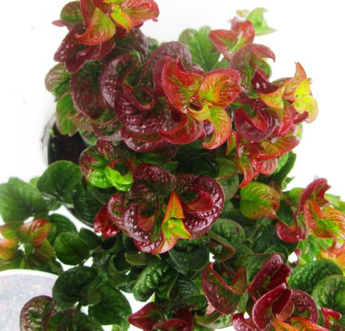 Leucothoe axillaris ‚CURLY RED’® Lavendelheide
