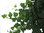hedera helix  'Wonder' Efeu