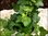 hedera helix  'Wonder' Efeu