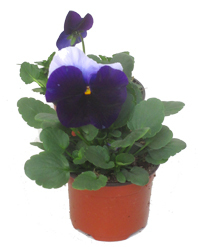 Viola wittrockiana dunkelblau-hellviolett- Stiefmütterchen, Veilchen 9 cm Topf
