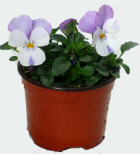Viola cornuta rosa-weiß - Stiefmütterchen, Hornveilchen 9 cm Topf