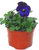 Viola cornuta dunkelblau - Stiefmütterchen, Hornveilchen 11cm Topf