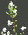 Exochorda racemosa ' 'Magical Springtime®' - Prunkspiere blühender Strauch