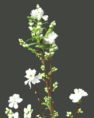 Exochorda racemosa ' 'Magical Springtime®' - Prunkspiere blühender Strauch