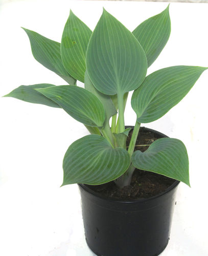 Hosta x tardiana 'Halcyon' -  Blau graue Herzblattlilie Funkie