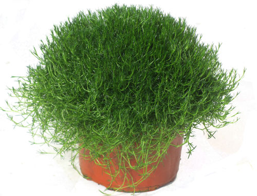 Sagina subbulata -  Sternmoos
