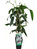Clematis 'Armandii'- immergrüne Waldrebe - Duft Clematis weiß - Kletterpflanze