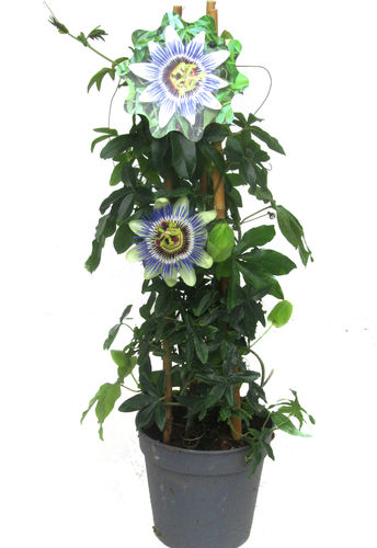 Passiflora caerulea  - winterharte  Passionsblume  - Kletterpflanzen