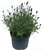 Lavendula angustifolia 'Hidecote' - Lavendel