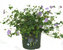 Geranium wallichianum 'Azur Rush'   - Storchschnabel lavendel-blau  winterhart 17  cm Topf